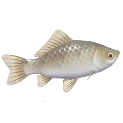 Crucian Carp fish in Heartopia