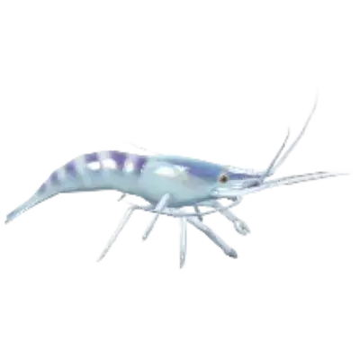 Oriental Shrimp fish in Heartopia