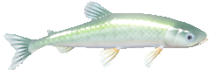 European Smelt fish in Heartopia