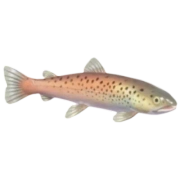 Huchen fish in Heartopia