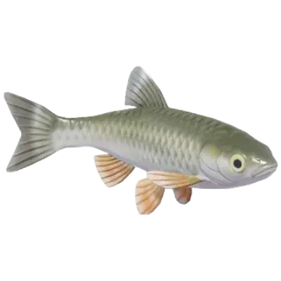 Common Chub fish in Heartopia