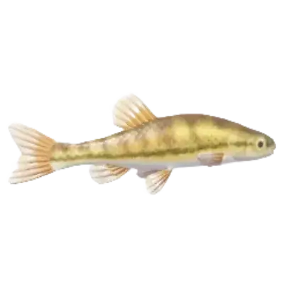 Minnow fish in Heartopia