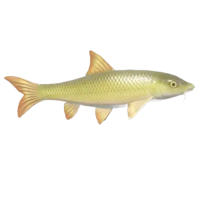 Barbel fish in Heartopia