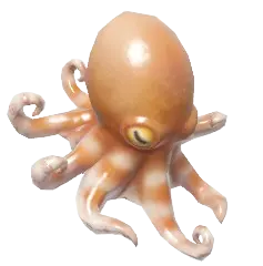 Atlantic Pygmy Octopus fish in Heartopia