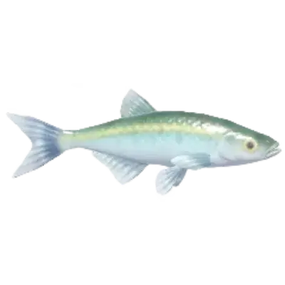 Common Bleak fish in Heartopia