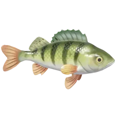 European Perch fish in Heartopia