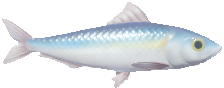 Sardine fish in Heartopia