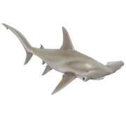 Smooth Hammerhead fish in Heartopia