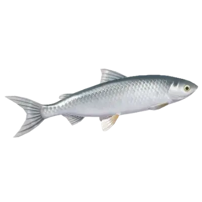Common Whitefish fish in Heartopia