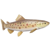 Trout fish in Heartopia