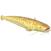 Wels Catfish fish in Heartopia